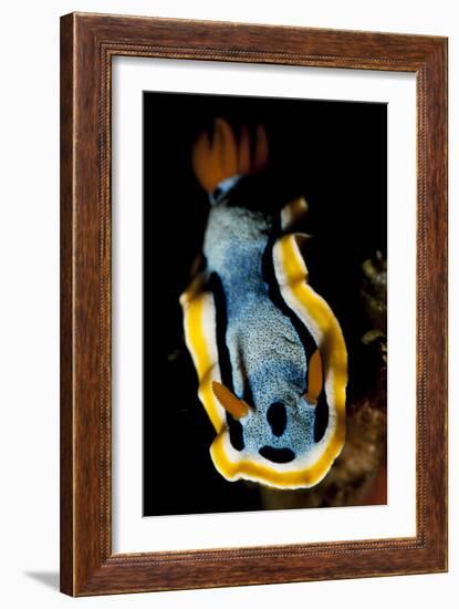 Anna's Chromodoris Nudibranch Sea Slug-null-Framed Photographic Print