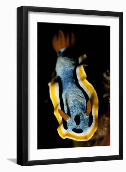 Anna's Chromodoris Nudibranch Sea Slug-null-Framed Photographic Print