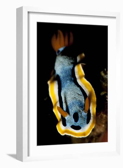 Anna's Chromodoris Nudibranch Sea Slug-null-Framed Photographic Print