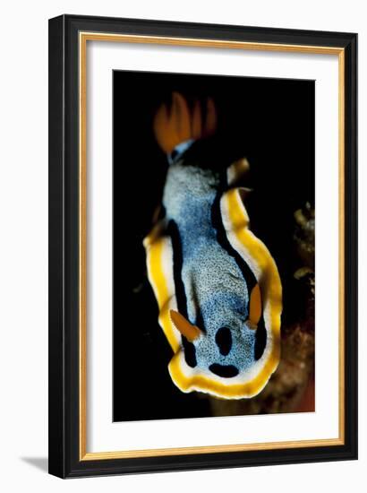 Anna's Chromodoris Nudibranch Sea Slug-null-Framed Photographic Print