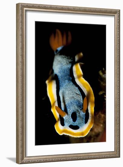 Anna's Chromodoris Nudibranch Sea Slug-null-Framed Photographic Print