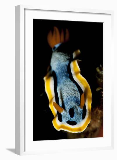 Anna's Chromodoris Nudibranch Sea Slug-null-Framed Photographic Print