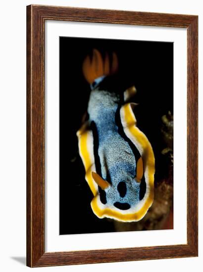 Anna's Chromodoris Nudibranch Sea Slug-null-Framed Photographic Print