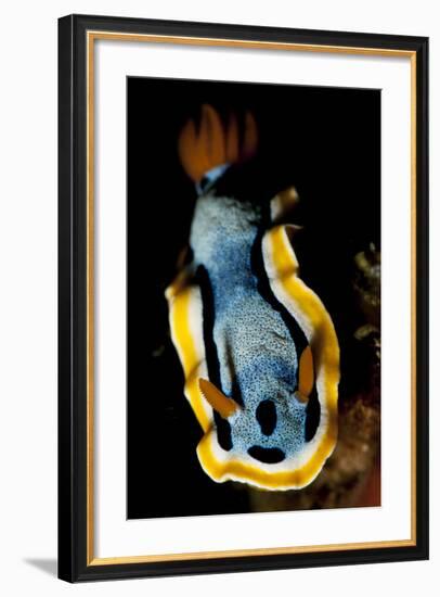 Anna's Chromodoris Nudibranch Sea Slug-null-Framed Photographic Print