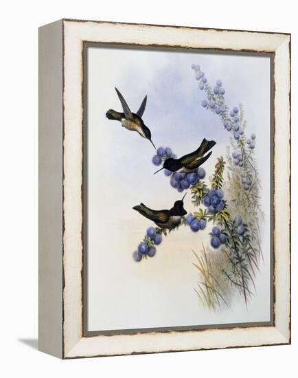 Anna's Hummingbird (Calypte Anna)-John Gould-Framed Premier Image Canvas