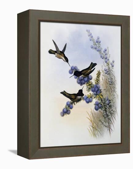 Anna's Hummingbird (Calypte Anna)-John Gould-Framed Premier Image Canvas