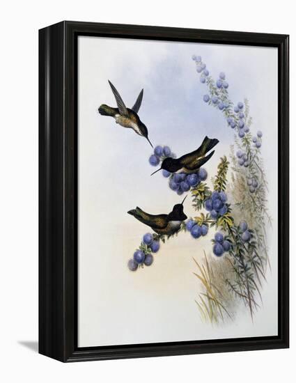 Anna's Hummingbird (Calypte Anna)-John Gould-Framed Premier Image Canvas