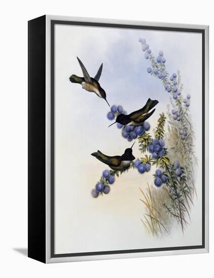 Anna's Hummingbird (Calypte Anna)-John Gould-Framed Premier Image Canvas