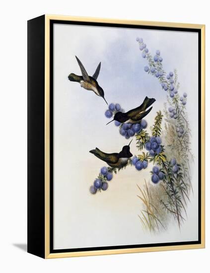 Anna's Hummingbird (Calypte Anna)-John Gould-Framed Premier Image Canvas