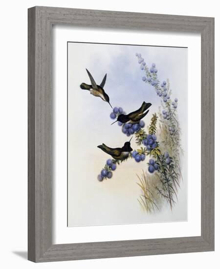 Anna's Hummingbird (Calypte Anna)-John Gould-Framed Giclee Print