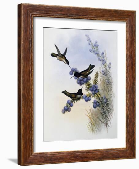 Anna's Hummingbird (Calypte Anna)-John Gould-Framed Giclee Print