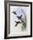 Anna's Hummingbird (Calypte Anna)-John Gould-Framed Giclee Print