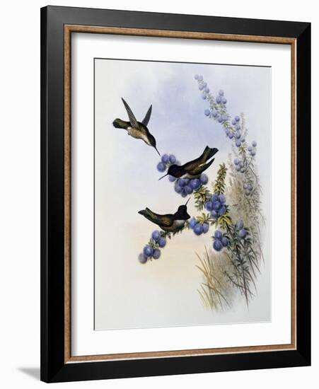 Anna's Hummingbird (Calypte Anna)-John Gould-Framed Giclee Print