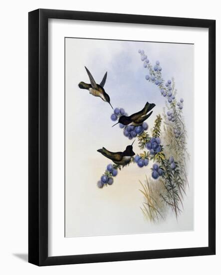 Anna's Hummingbird (Calypte Anna)-John Gould-Framed Giclee Print