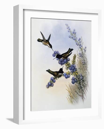 Anna's Hummingbird (Calypte Anna)-John Gould-Framed Giclee Print