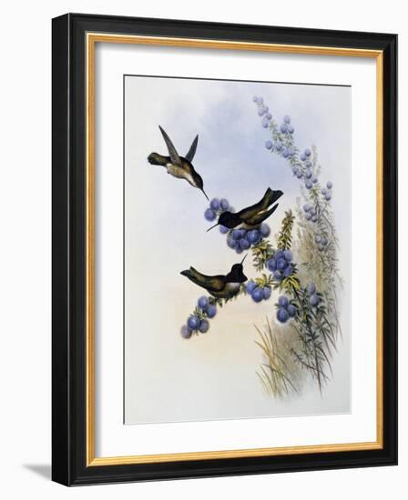 Anna's Hummingbird (Calypte Anna)-John Gould-Framed Giclee Print