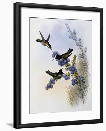 Anna's Hummingbird (Calypte Anna)-John Gould-Framed Giclee Print