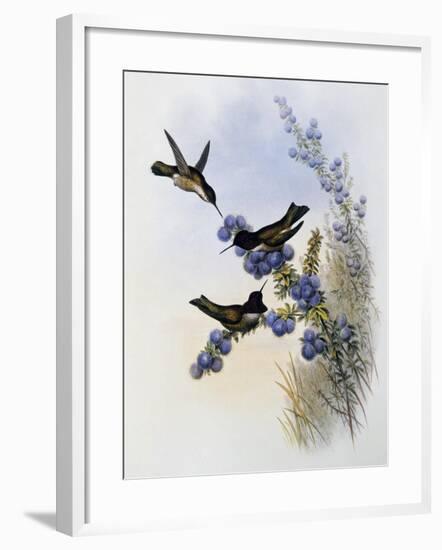 Anna's Hummingbird (Calypte Anna)-John Gould-Framed Giclee Print