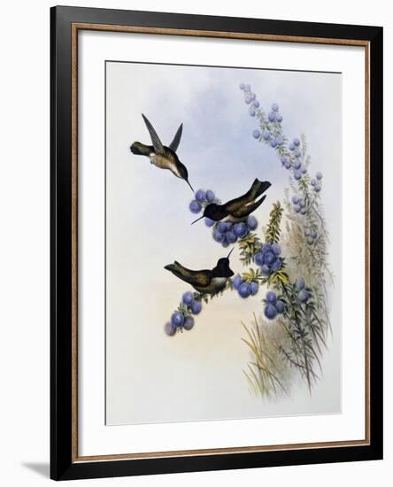 Anna's Hummingbird (Calypte Anna)-John Gould-Framed Giclee Print