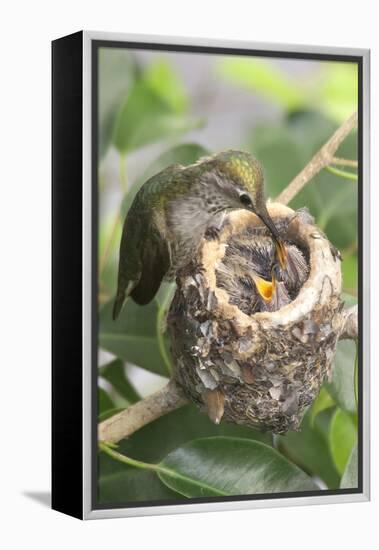 Anna's Hummingbird Feeds Chicks in it's Nest-Hal Beral-Framed Premier Image Canvas