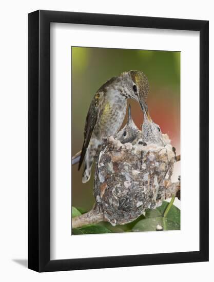 Anna's Hummingbird Feeds Chicks in it's Nest-Hal Beral-Framed Photographic Print