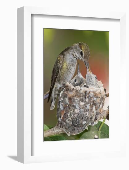 Anna's Hummingbird Feeds Chicks in it's Nest-Hal Beral-Framed Photographic Print