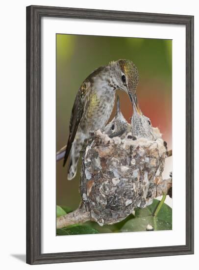 Anna's Hummingbird Feeds Chicks in it's Nest-Hal Beral-Framed Photographic Print