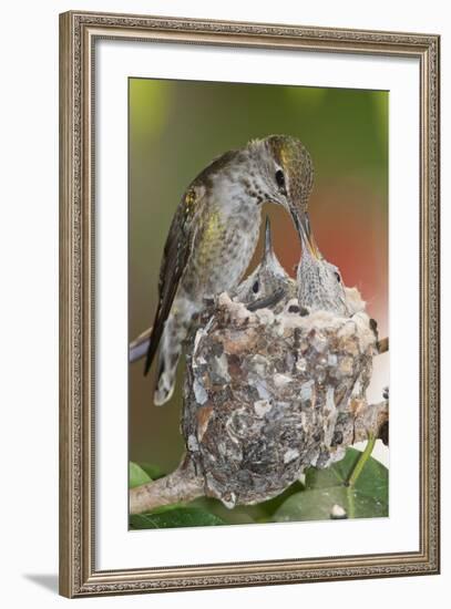 Anna's Hummingbird Feeds Chicks in it's Nest-Hal Beral-Framed Photographic Print