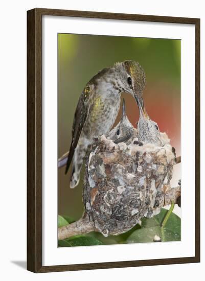 Anna's Hummingbird Feeds Chicks in it's Nest-Hal Beral-Framed Photographic Print