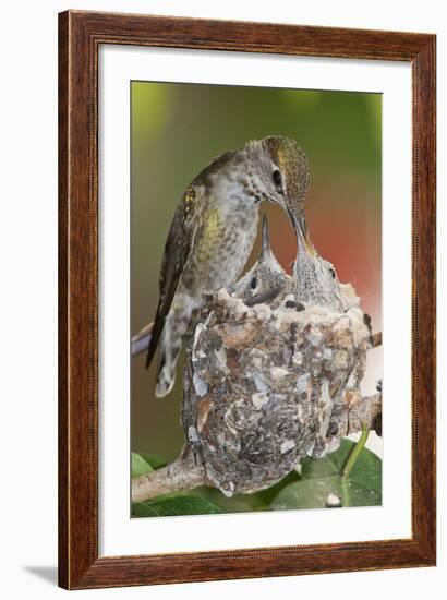 Anna's Hummingbird Feeds Chicks in it's Nest-Hal Beral-Framed Photographic Print