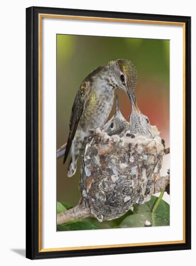 Anna's Hummingbird Feeds Chicks in it's Nest-Hal Beral-Framed Photographic Print