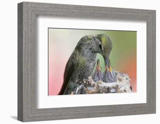 Anna's Hummingbird Feeds Her Chcks in the Nest-Hal Beral-Framed Photographic Print