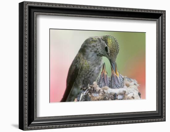 Anna's Hummingbird Feeds Her Chcks in the Nest-Hal Beral-Framed Photographic Print