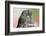 Anna's Hummingbird Feeds Her Chcks in the Nest-Hal Beral-Framed Photographic Print