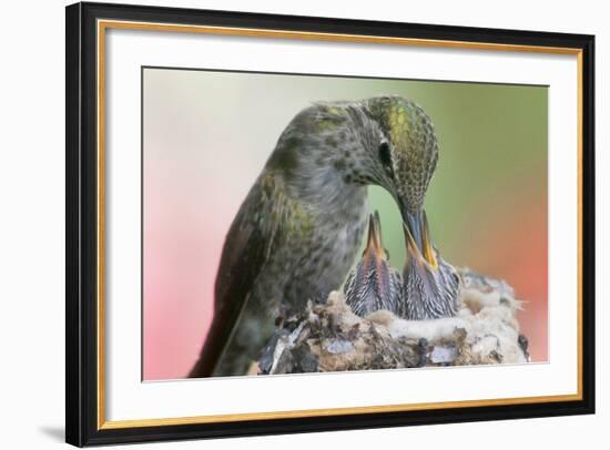 Anna's Hummingbird Feeds Her Chcks in the Nest-Hal Beral-Framed Photographic Print