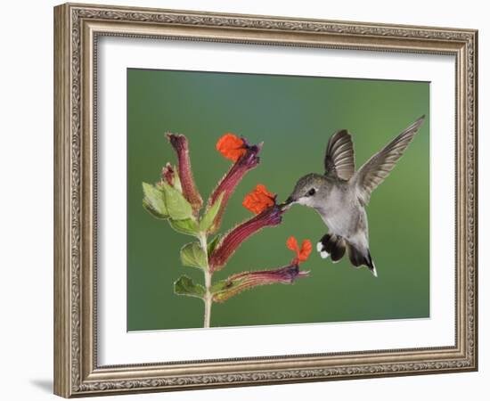 Anna's Hummingbird Female in Flight Feeding on Flower, Tuscon, Arizona, USA-Rolf Nussbaumer-Framed Photographic Print