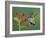 Anna's Hummingbird Female in Flight Feeding on Flower, Tuscon, Arizona, USA-Rolf Nussbaumer-Framed Photographic Print