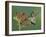 Anna's Hummingbird Female in Flight Feeding on Flower, Tuscon, Arizona, USA-Rolf Nussbaumer-Framed Photographic Print