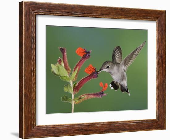 Anna's Hummingbird Female in Flight Feeding on Flower, Tuscon, Arizona, USA-Rolf Nussbaumer-Framed Photographic Print