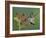 Anna's Hummingbird Female in Flight Feeding on Flower, Tuscon, Arizona, USA-Rolf Nussbaumer-Framed Photographic Print