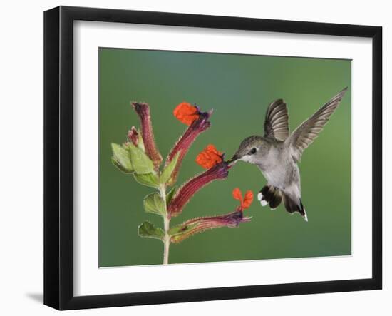 Anna's Hummingbird Female in Flight Feeding on Flower, Tuscon, Arizona, USA-Rolf Nussbaumer-Framed Photographic Print