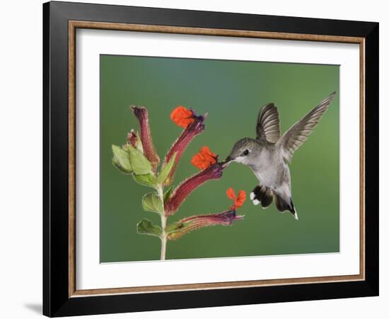 Anna's Hummingbird Female in Flight Feeding on Flower, Tuscon, Arizona, USA-Rolf Nussbaumer-Framed Photographic Print