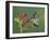 Anna's Hummingbird Female in Flight Feeding on Flower, Tuscon, Arizona, USA-Rolf Nussbaumer-Framed Photographic Print