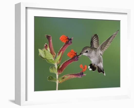 Anna's Hummingbird Female in Flight Feeding on Flower, Tuscon, Arizona, USA-Rolf Nussbaumer-Framed Photographic Print