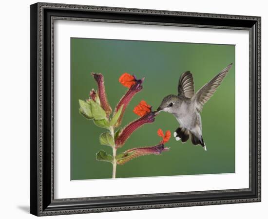 Anna's Hummingbird Female in Flight Feeding on Flower, Tuscon, Arizona, USA-Rolf Nussbaumer-Framed Photographic Print