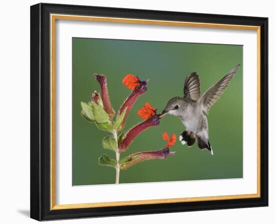 Anna's Hummingbird Female in Flight Feeding on Flower, Tuscon, Arizona, USA-Rolf Nussbaumer-Framed Photographic Print