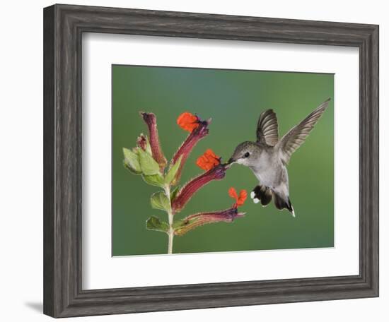 Anna's Hummingbird Female in Flight Feeding on Flower, Tuscon, Arizona, USA-Rolf Nussbaumer-Framed Photographic Print