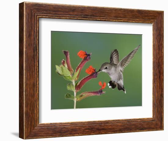 Anna's Hummingbird Female in Flight Feeding on Flower, Tuscon, Arizona, USA-Rolf Nussbaumer-Framed Photographic Print