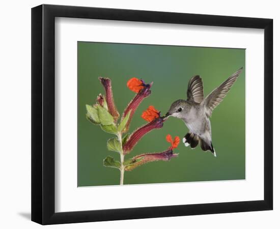 Anna's Hummingbird Female in Flight Feeding on Flower, Tuscon, Arizona, USA-Rolf Nussbaumer-Framed Photographic Print