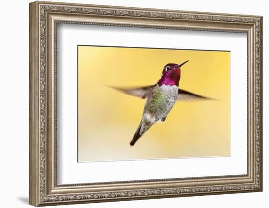 anna's hummingbird flying, baja california peninsula, mexico-claudio contreras-Framed Photographic Print